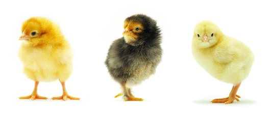 Мы расскажем вам как правильно производится инкубация куринных яиц